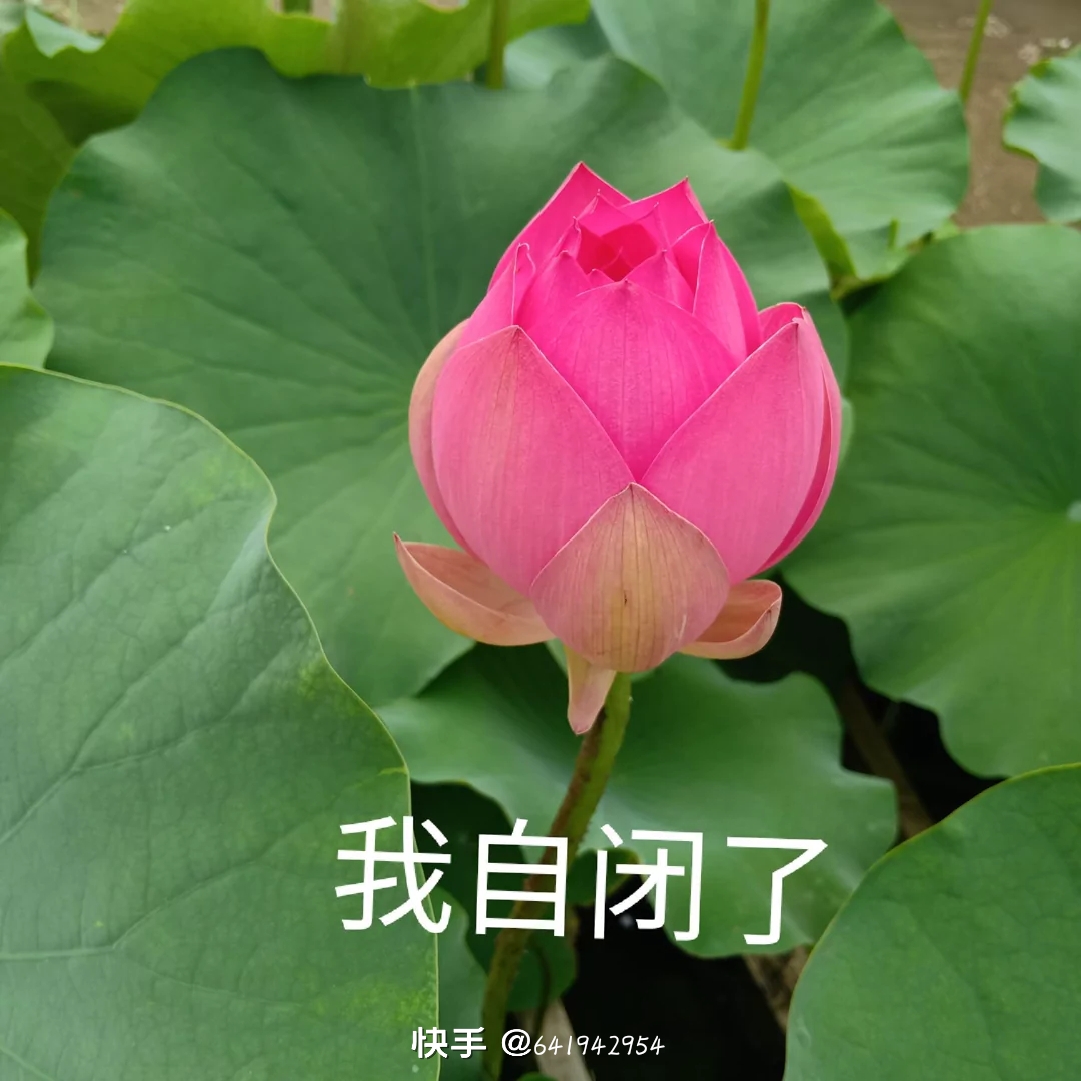 美女头像甜美卡通_美女自拍