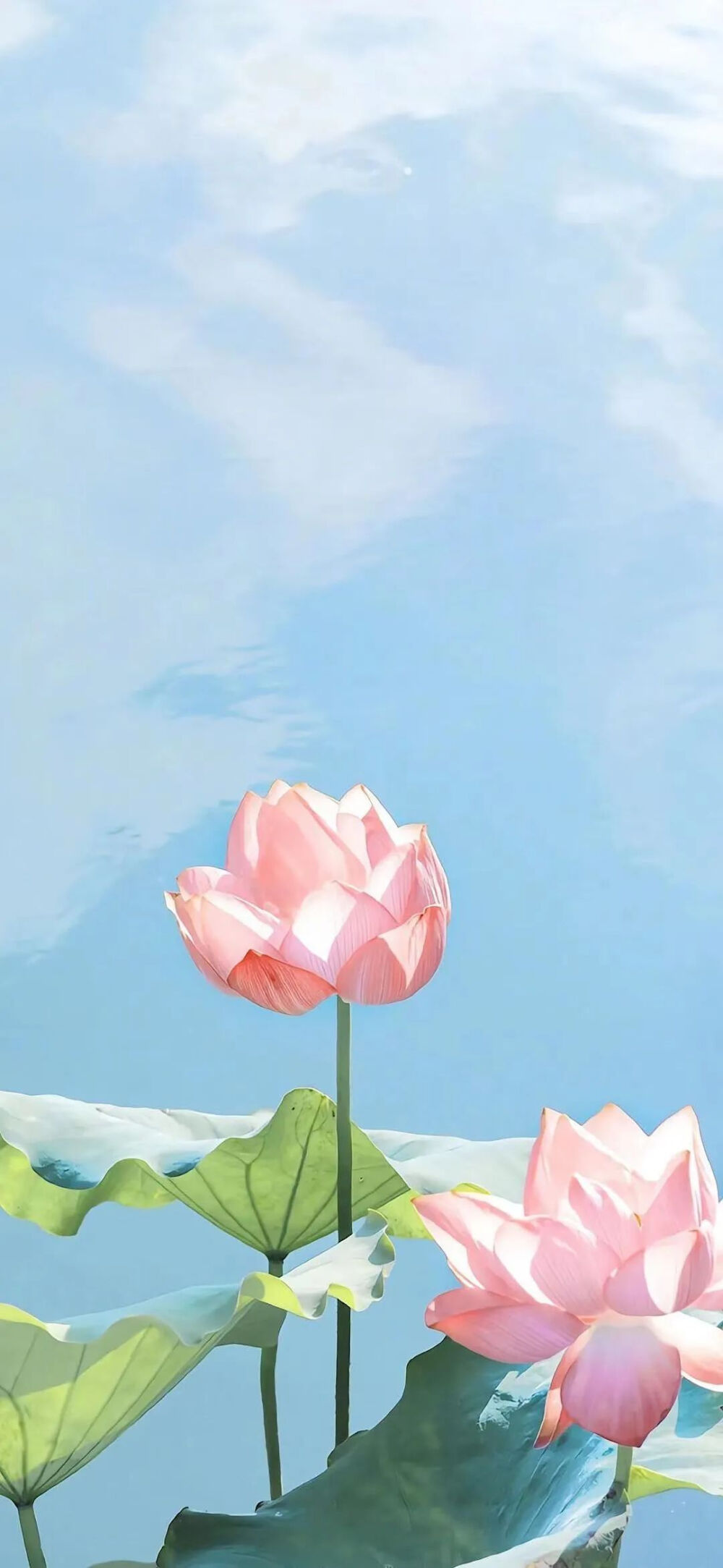舒克和贝塔之罗丘遇难美女壁纸风景